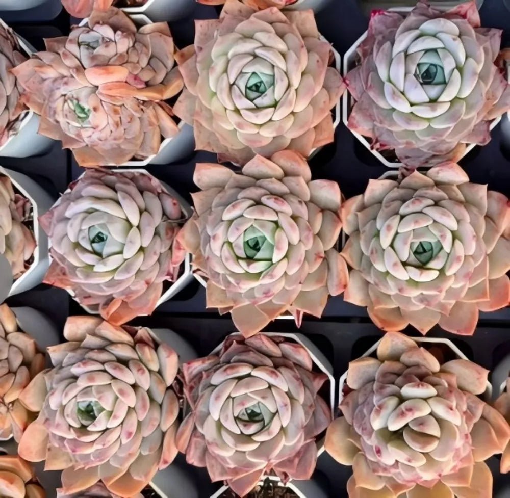 Echeveria succulent rosettes with pale green centers and peach-pink outer leaves, set of plants