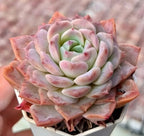 Echeveria succulent rosette with pale mint center and peach-pink outer leaves