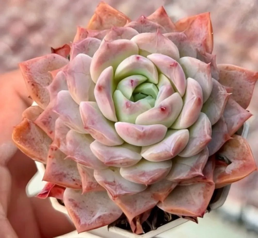 Echeveria succulent rosette with mint-green center and peach-pink layered leaves
