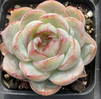 Echeveria rosette succulent, pale green with pink-edged leaves in a small pot
