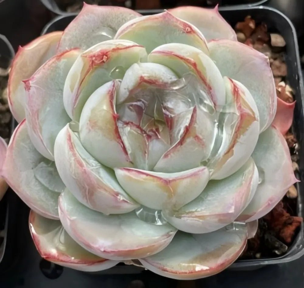 Echeveria rosette succulent, pale green leaves with pink tips, centered in a pot