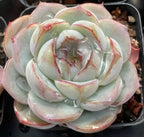 Echeveria rosette succulent, pale green leaves with pink tips, centered in a pot