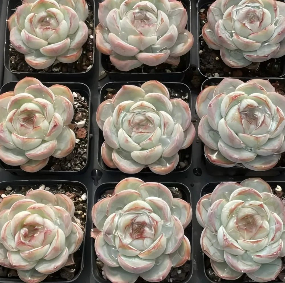 Echeveria rosette succulents, pale green with pink-edged leaves, in multiple pots
