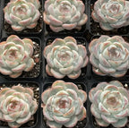 Echeveria rosette succulents, pale green with pink-edged leaves, in multiple pots