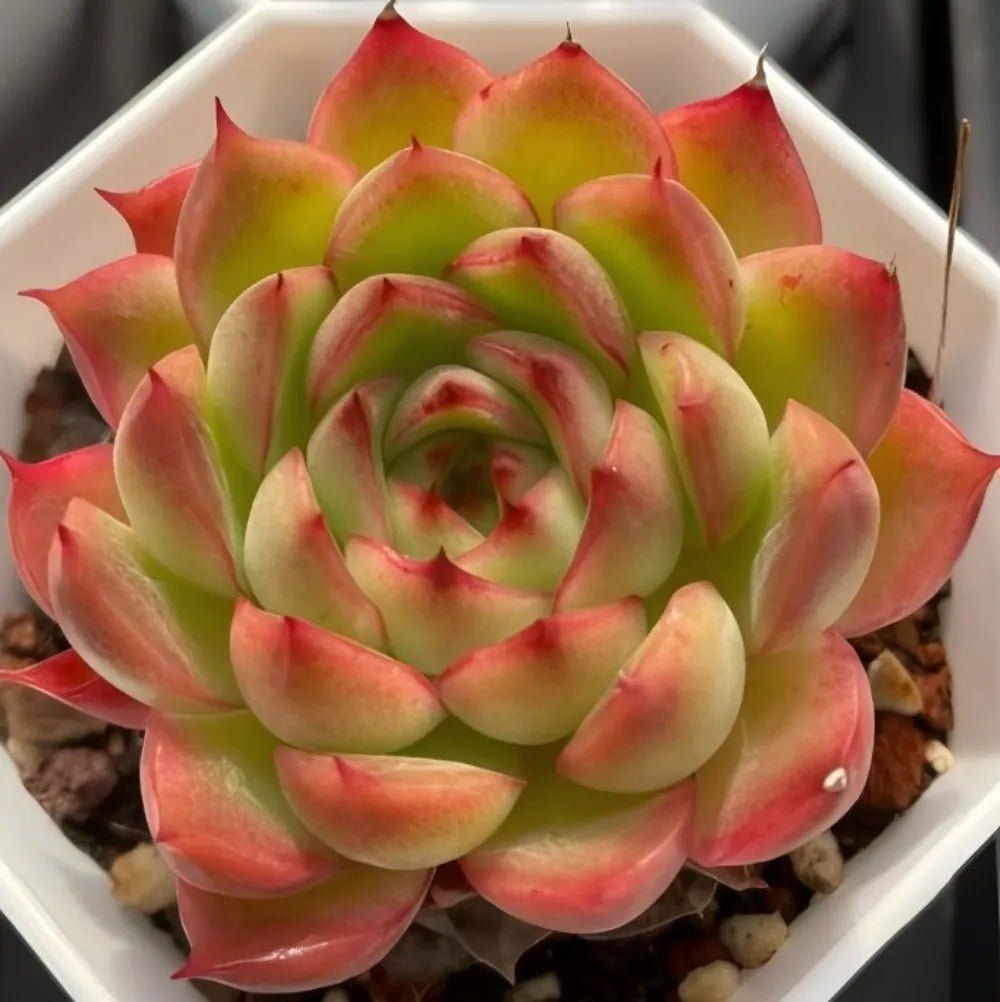 Echeveria Flamma succulent rosette in white pot, pale green center with red-edged outer leaves