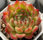 Echeveria Flamma succulent in white pot, green leaves with red-orange tips, rosette form