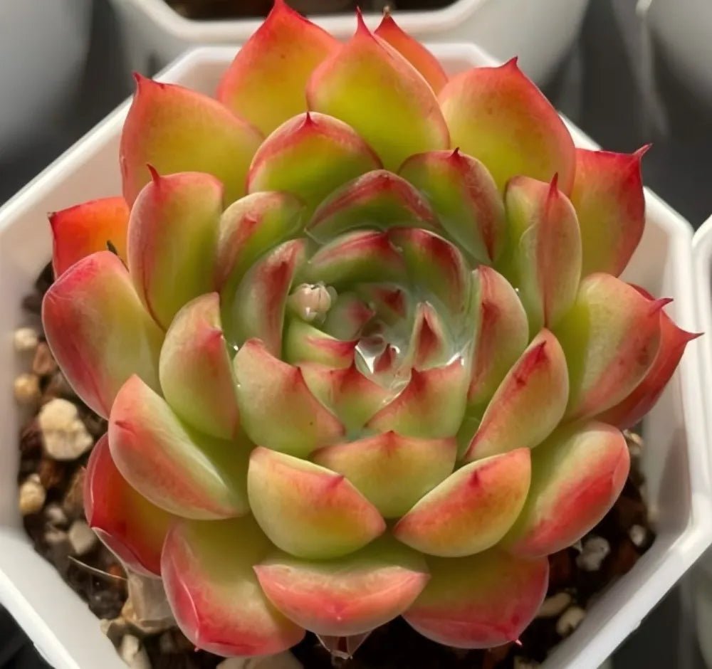 Echeveria Flamma succulent in white pot, green leaves with red-orange tips, rosette form