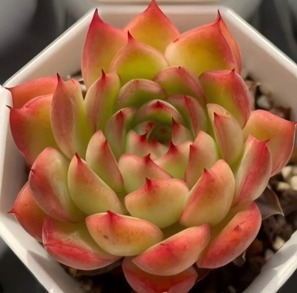 Echeveria Flamma rosette succulent in white pot, layered green leaves with bright red tips