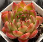 Echeveria Flamma rosette succulent in white pot, layered green leaves with bright red tips