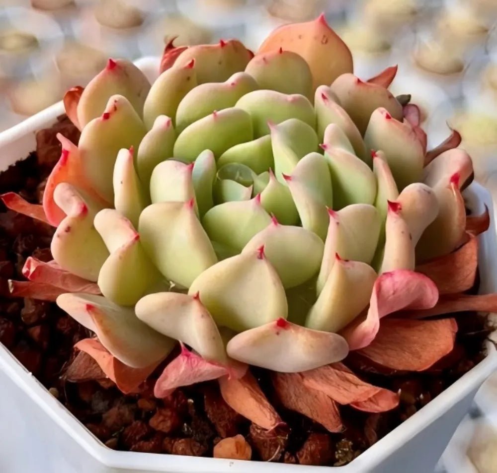 Echeveria succulent rosette of pale green leaves with red-pink pointed tips in white pot