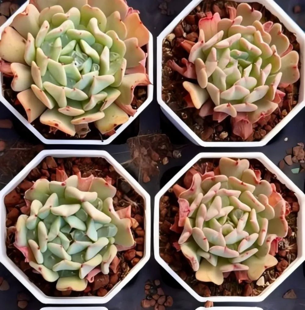 Four Echeveria rosettes with pale green leaves and pink-red tips in white trays