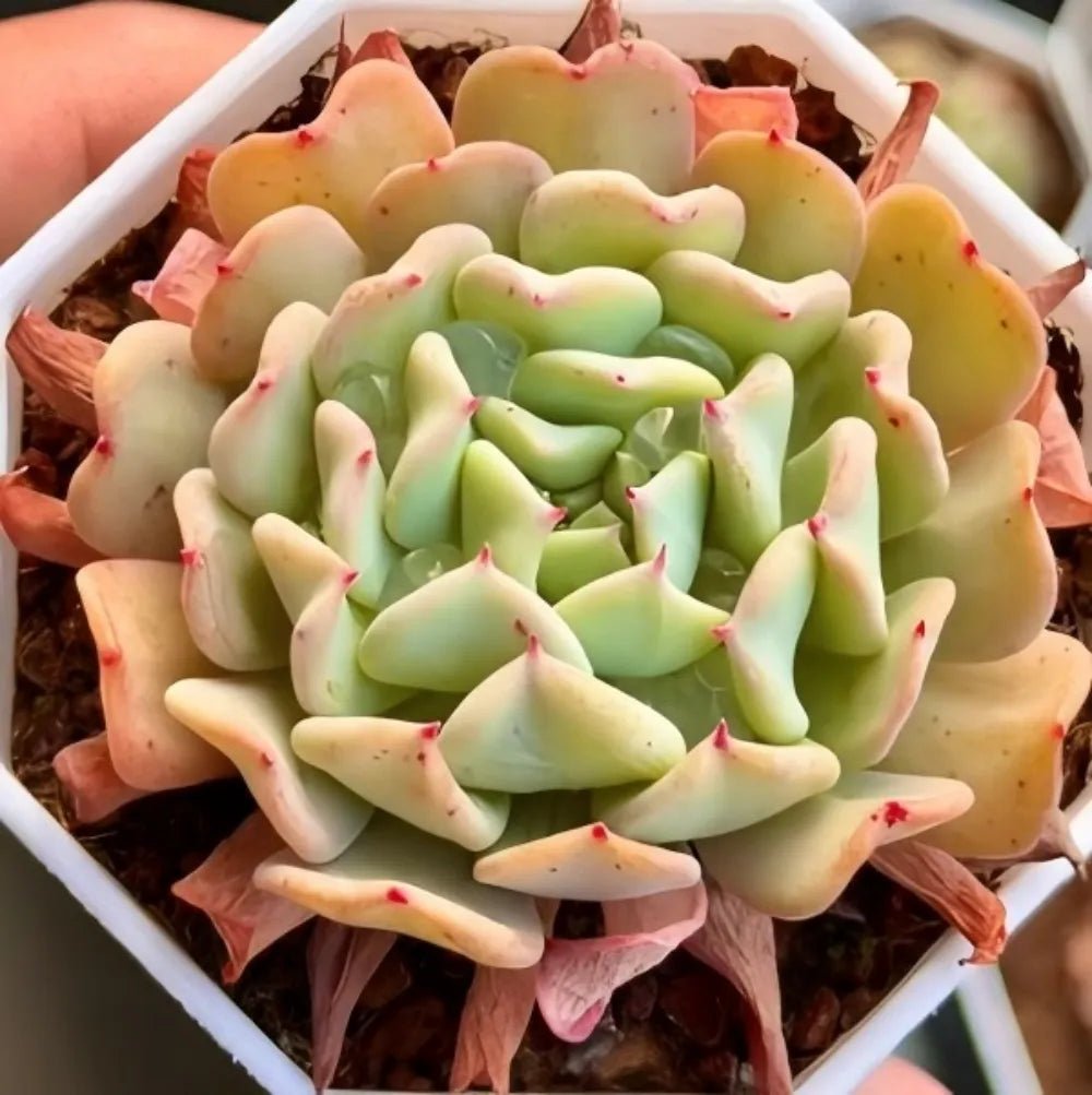 Echeveria succulent with layered pale green leaves and pink tips in a white planter