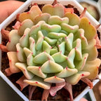 Echeveria succulent with layered pale green leaves and pink tips in a white planter