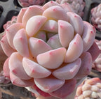 Pale pink and white echeveria rosette succulent with layered spoon-shaped leaves