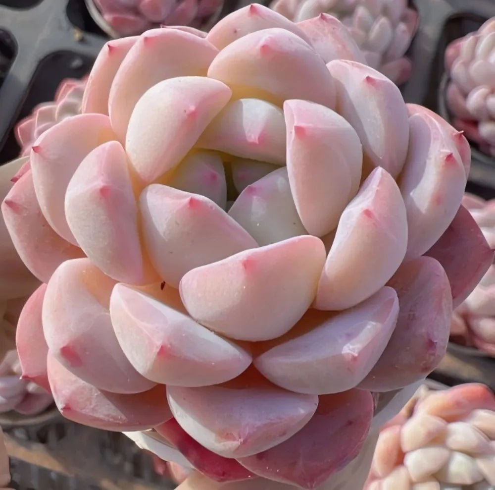Pale pink and white echeveria rosette succulent with layered spoon-shaped leaves