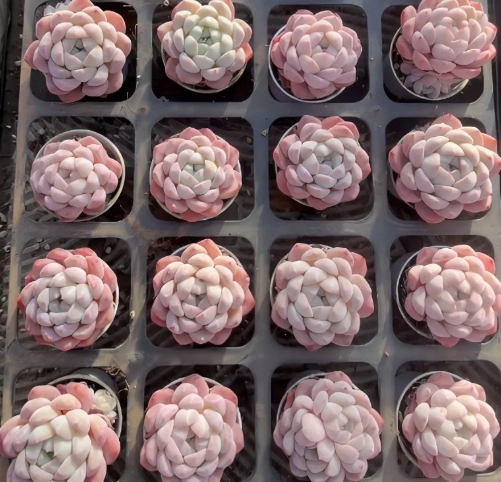 Collection of pink and white echeveria rosette succulents in nursery tray cells