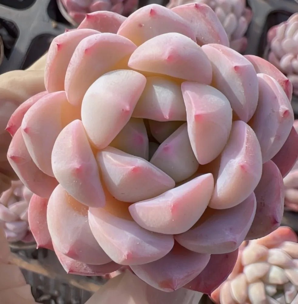 Pink and white echeveria succulent rosette with thick curved leaves