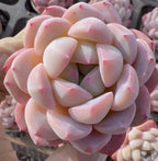 Pink and white echeveria succulent rosette with thick curved leaves