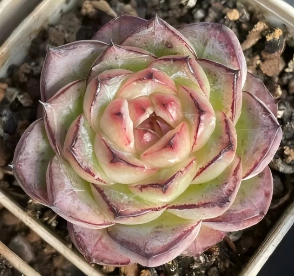 Echeveria succulent rosette, pale green center with deep pink outer leaves