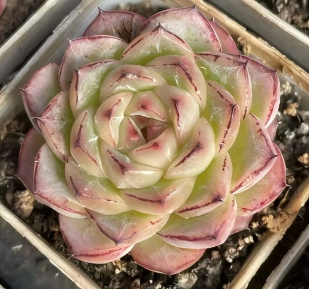 Echeveria succulent rosette, pale green leaves with pink margins