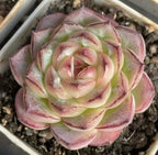 Echeveria succulent rosette, pale green and cream center with pink-edged leaves