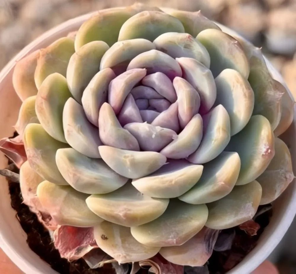Echeveria succulent rosette in a light pot, dense pale green with purple center