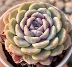 Echeveria succulent rosette in a light pot, dense pale green with purple center