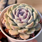 Echeveria succulent rosette in a light pot, pale green and lavender leaves