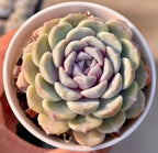 Echeveria succulent rosette in a light pot, pale green leaves with lavender inner rosette