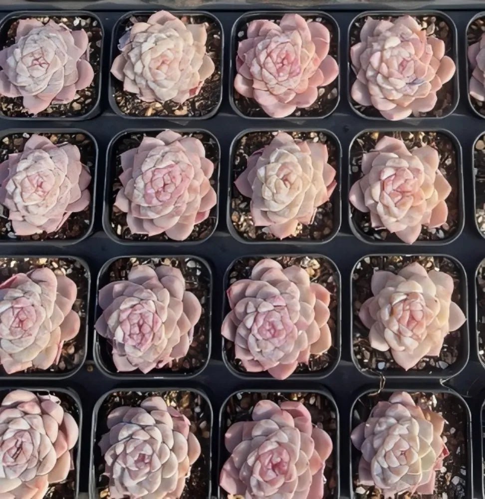 Assorted small rosette succulents in individual pots, pale pink and cream