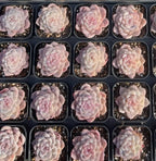 Assorted small rosette succulents in individual pots, pale pink and cream