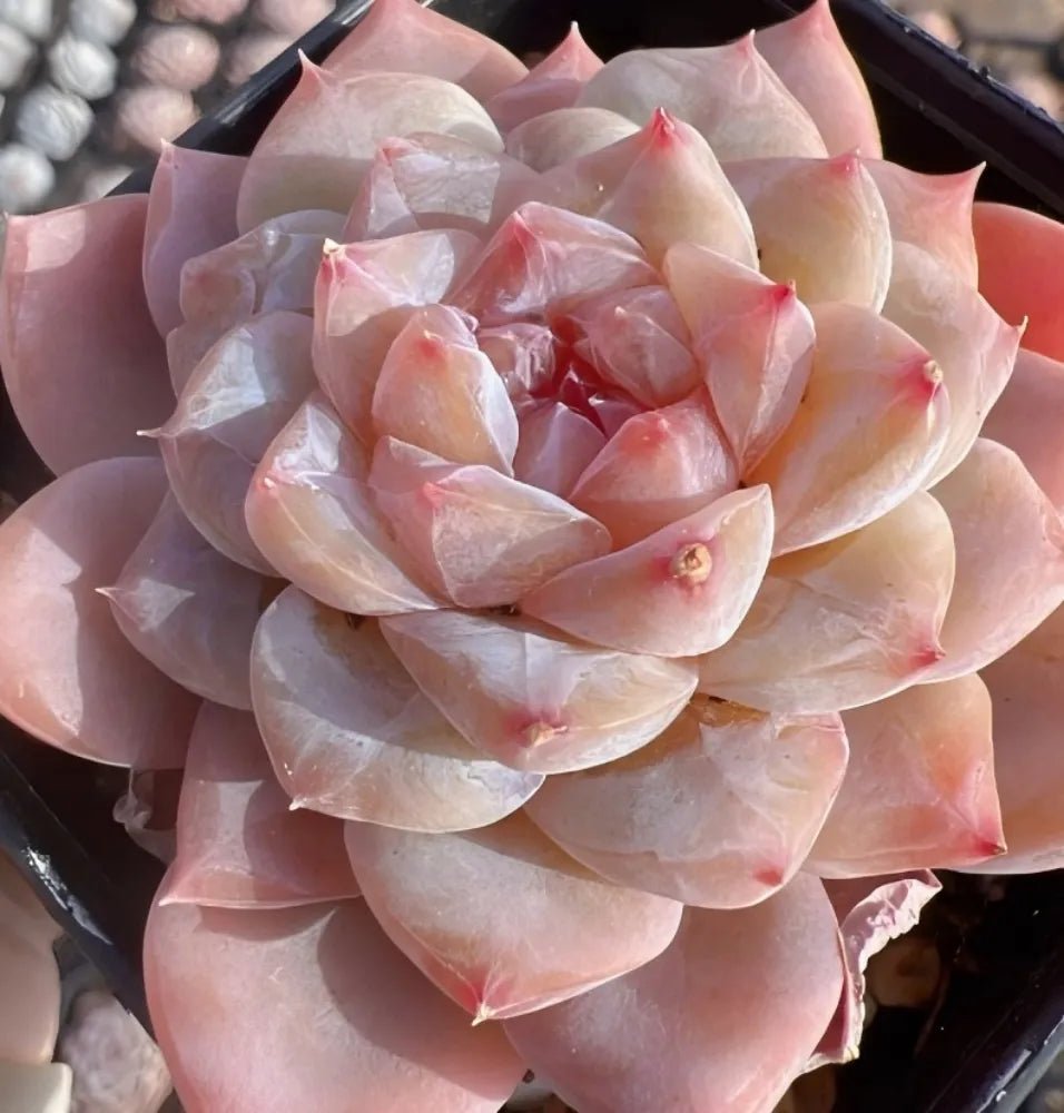 Pale pink and peach rosette succulent with layered spoon-shaped leaves