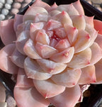 Pale pink and peach rosette succulent with layered spoon-shaped leaves
