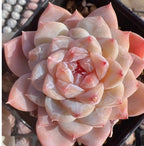 Pink and cream rosette succulent with tight layered leaves, red-tinted tips