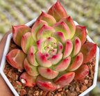 Echeveria Honey Pink succulent rosette with green centers and pink-red pointed leaves in tray