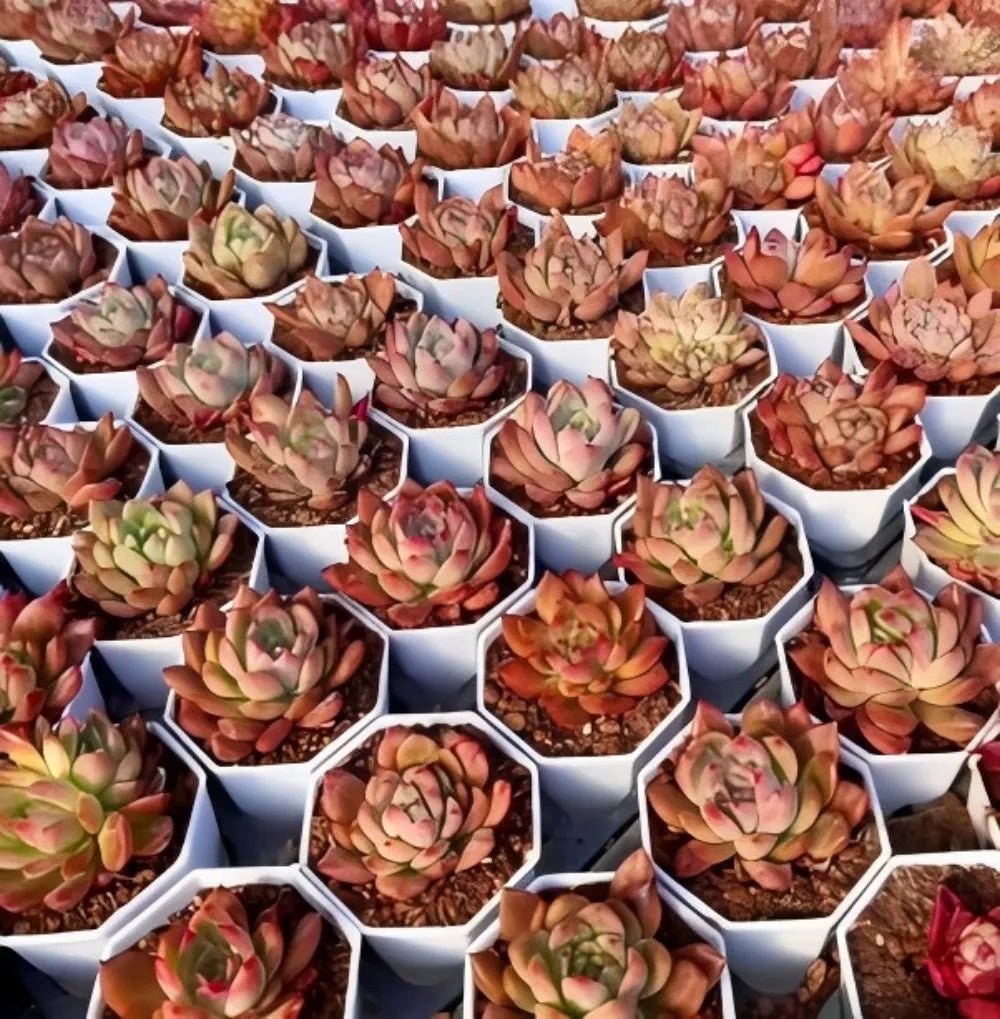 Echeveria Honey Pink succulent rosettes in blue-and-white hex pots, pink-red leaf tips