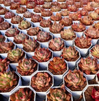 Echeveria Honey Pink succulent rosettes in blue-and-white hex pots, pink-red leaf tips