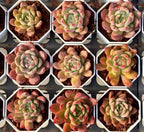 Echeveria Honey Pink succulent rosettes packed in hex planters, multi-toned green and pink