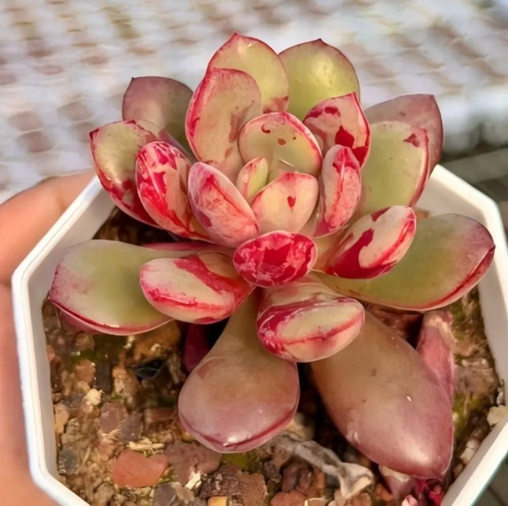 Succulent rosette with thick pale green leaves tipped and speckled with red, in white tray