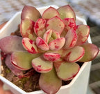 Succulent rosette with pale green leaves, red speckles and streaks in a square pot