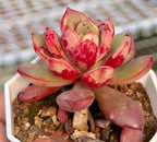 Succulent rosette with rounded pale green leaves, bright red blotches in white planter