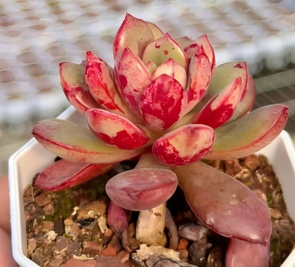 Succulent rosette with rounded pale green leaves, bright red blotches in white planter