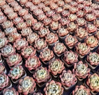 Echeveria Ice Doll succulent rosettes, pink and mint green, clustered in small pots