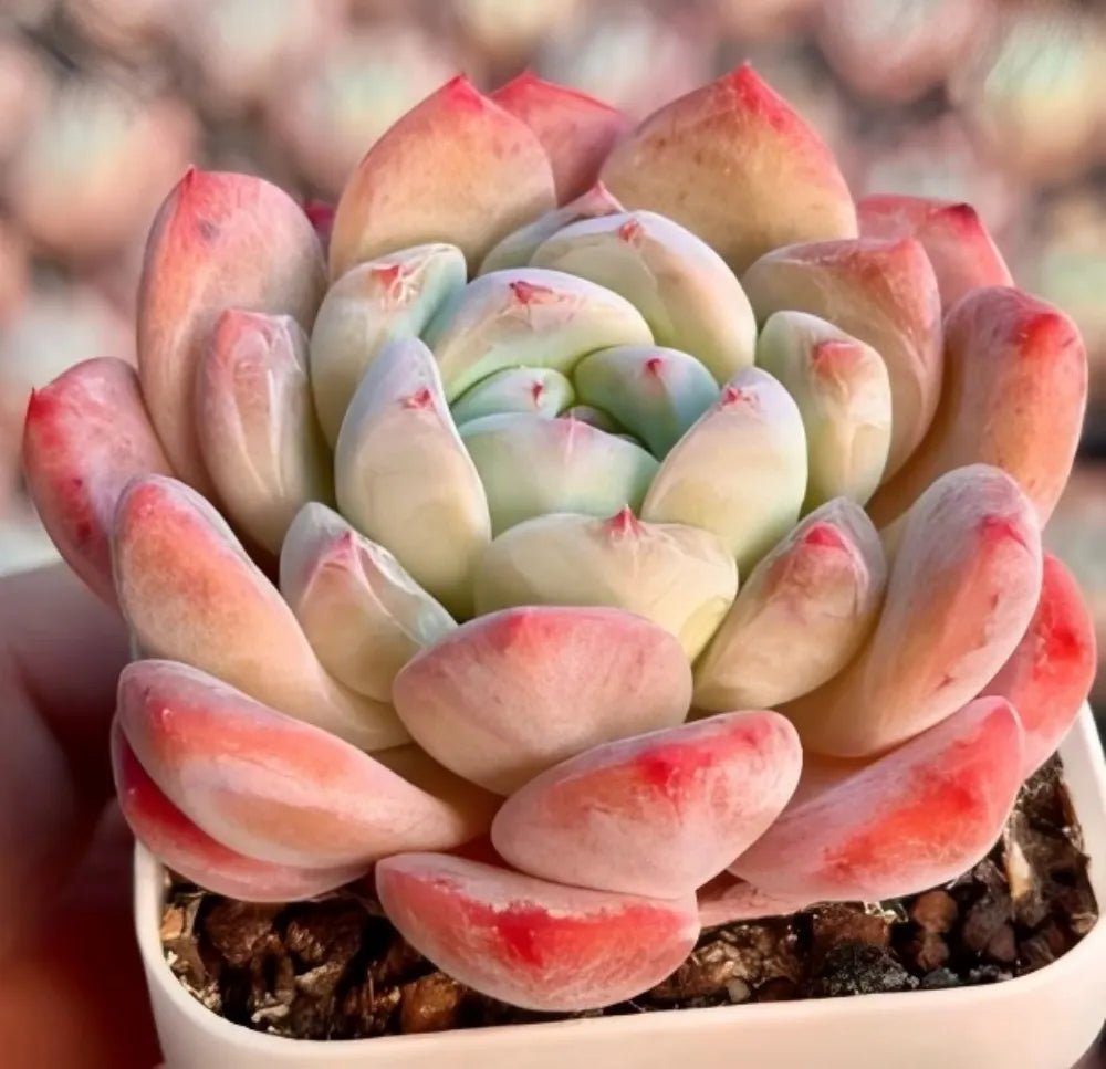 Echeveria Ice Doll succulent rosette, pale green center with coral red leaf tips