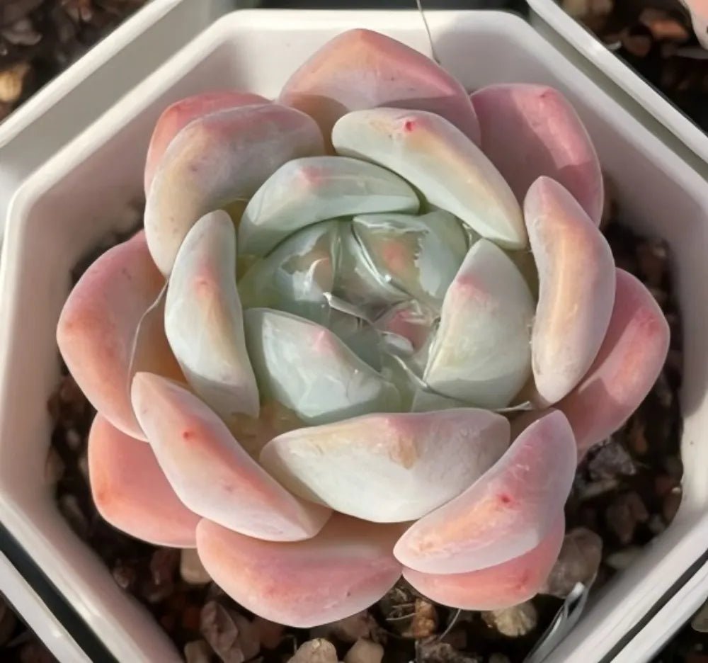 Echeveria Ice Dream succulent rosette with pale green center and pink-edged leaves