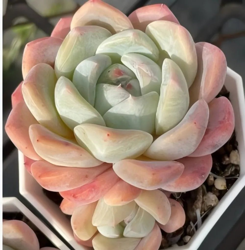 Echeveria Ice Dream succulent rosette in a tray, creamy green center with pink outer leaves