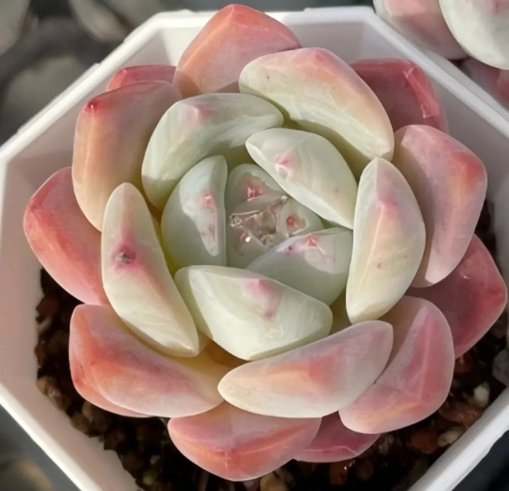 Echeveria Ice Dream succulent rosette, pale green inner leaves with rosy outer tips