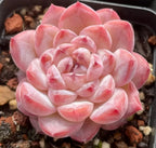 Pink echeveria succulent rosette with thick, layered leaves in a tight spiral
