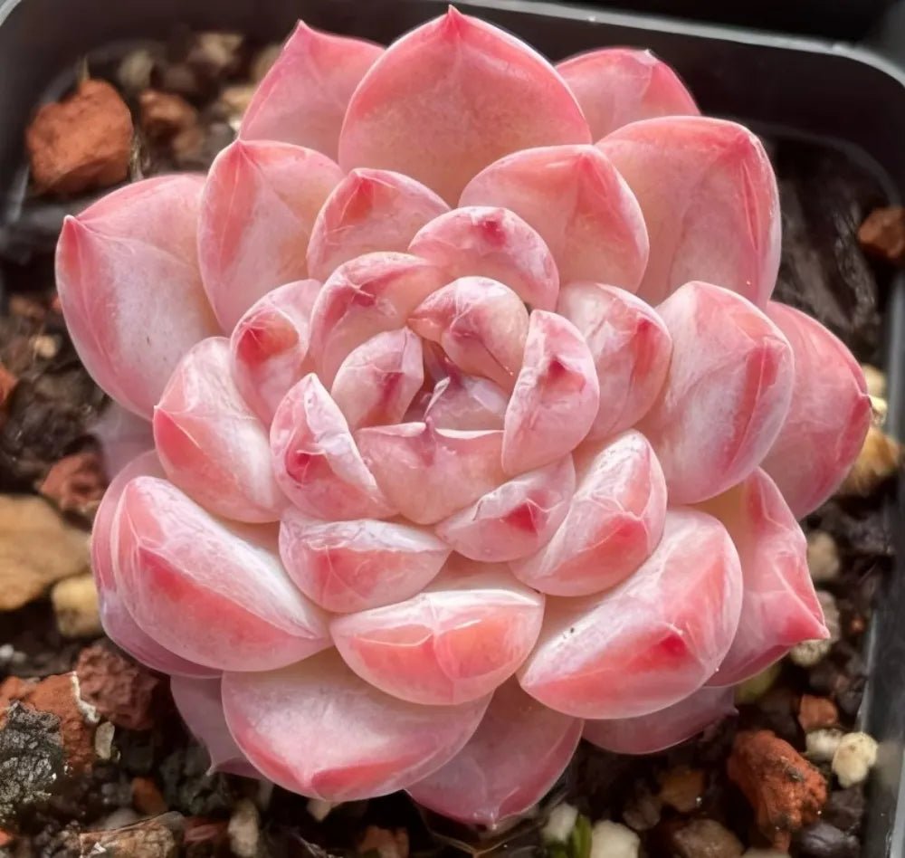 Pink echeveria succulent rosette with thick, layered leaves in a tight spiral