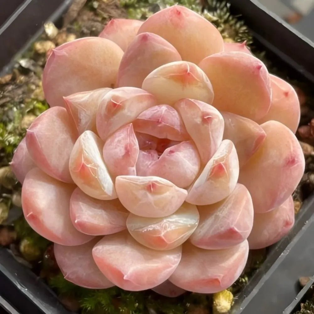 Pink and peach echeveria succulent rosette with layered, oval leaves